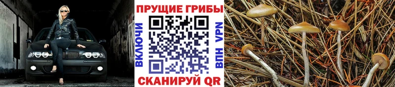 Псилоцибиновые грибы MAGIC MUSHROOMS  Купить закладки  Яхрома 